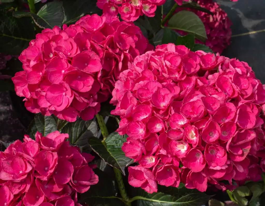 Pink Hydrangea