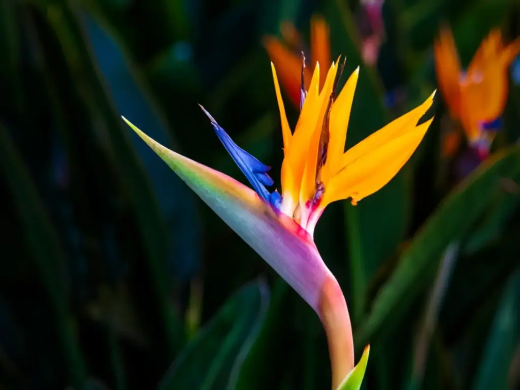 Bird of Paradise