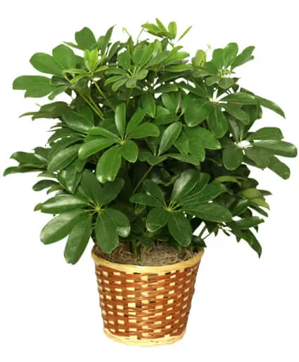 6" Anthirium Plant