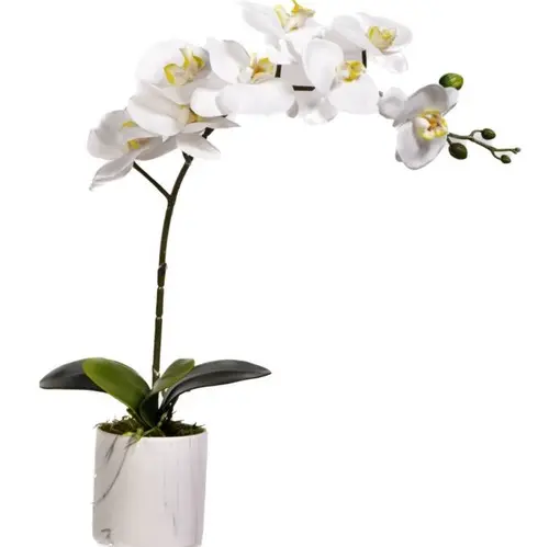 6" Phael Orchid Plant