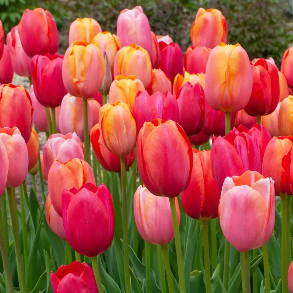 French Tulip