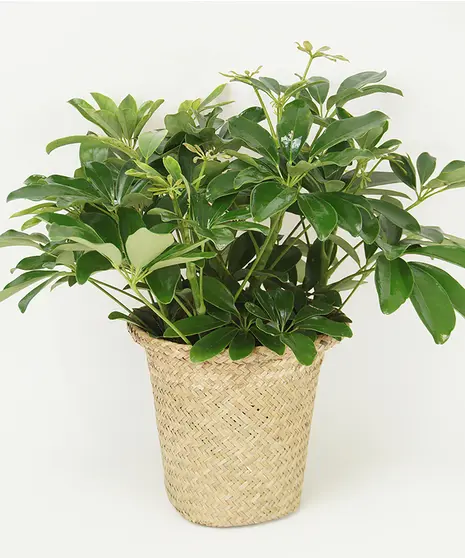 Arbicola - 6" Plant
