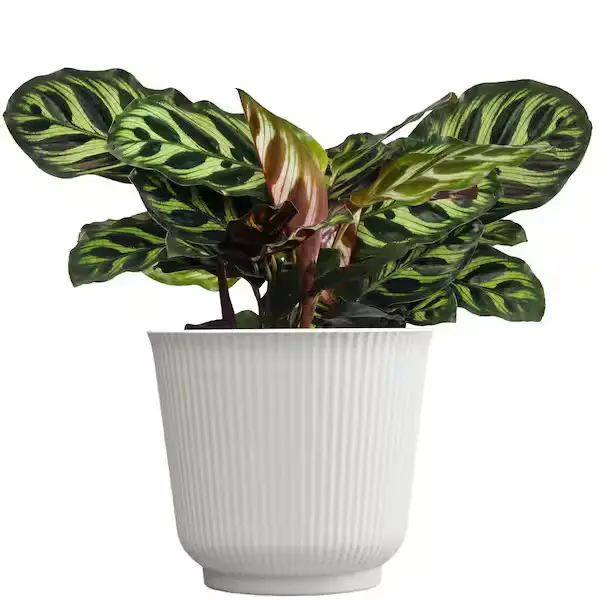 Calathea Makoyana - 6" Plant