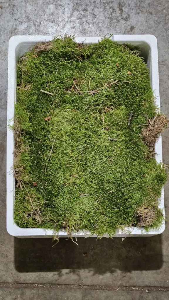 Fresh Sheet Moss