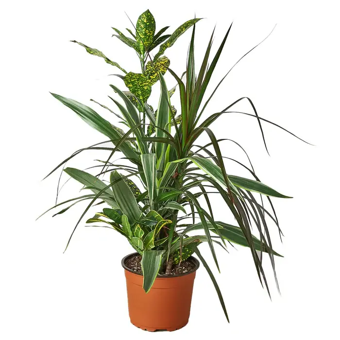 8" Dracaena 'Combo' Plant