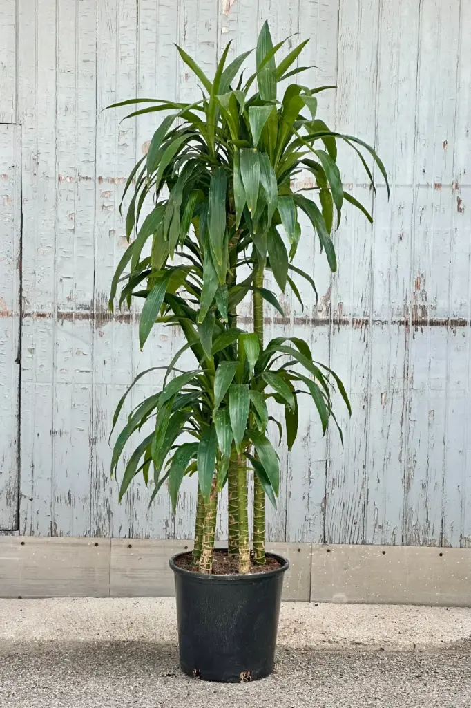 8" Drac Staggered Plant