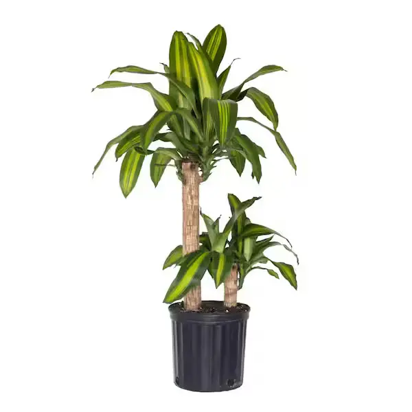 8" Drac Mass Combo Plant