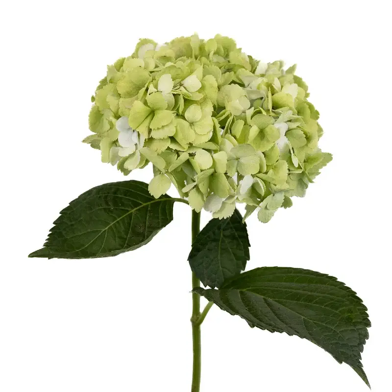 Green Hydrangea