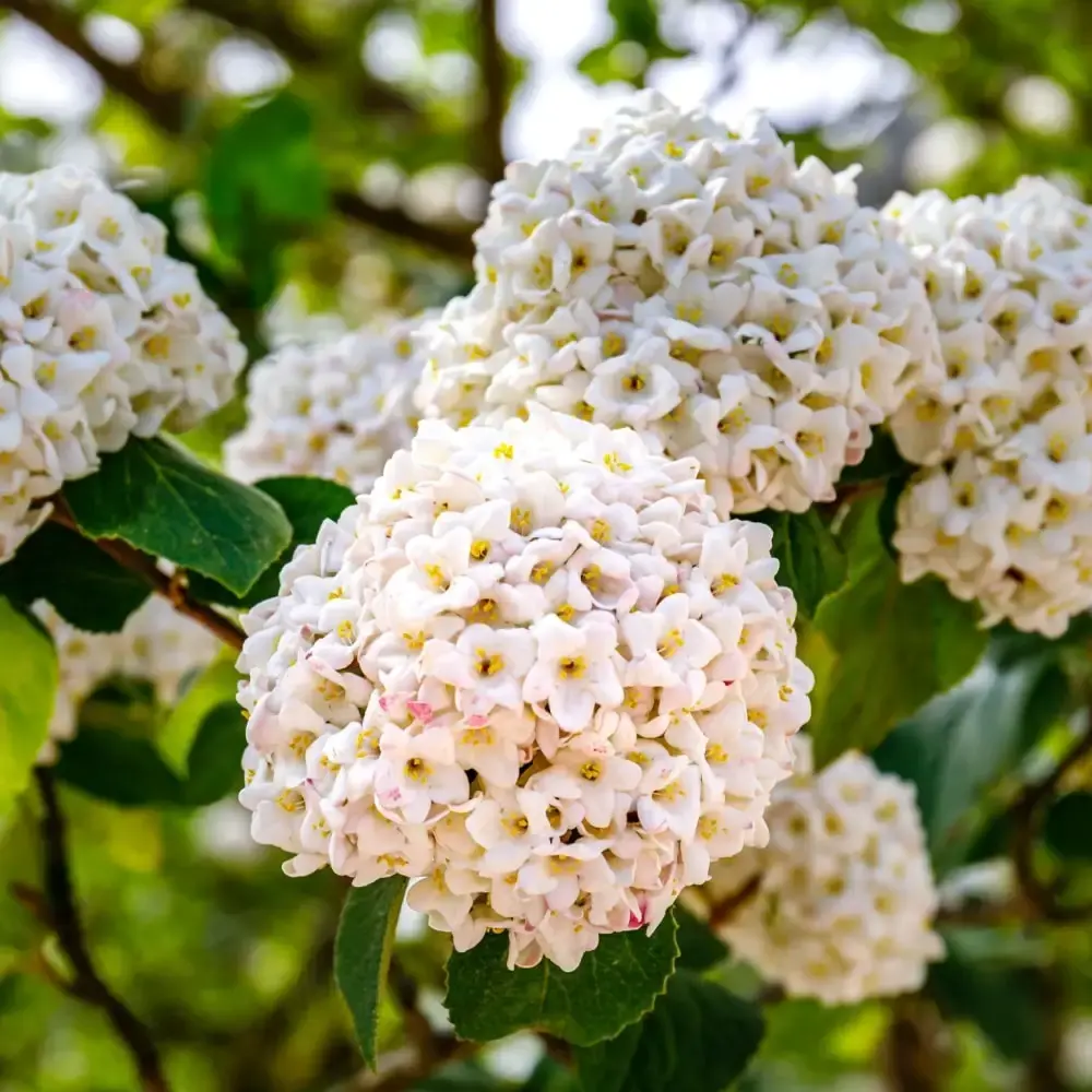Viburnum
