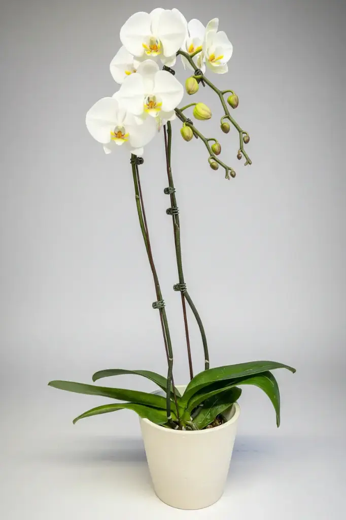 6 in Phalaenopsis Orchid White Double Stem