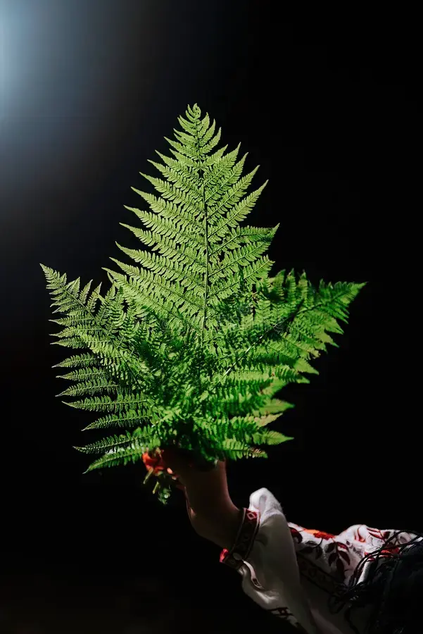 Sword Fern