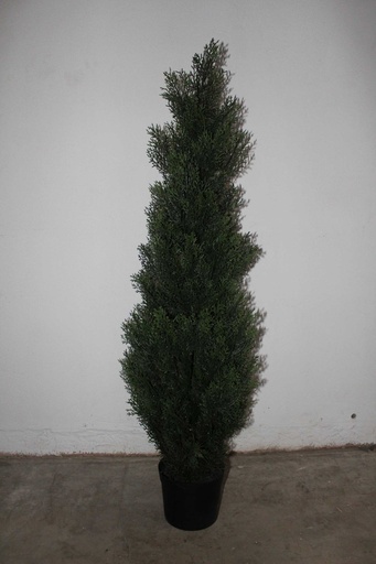 [PDF-009] Dwarf Evergreen