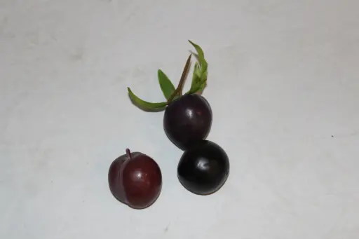 [PKF-145] Plum
