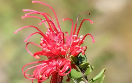 [BFF-1199] Spider Mum