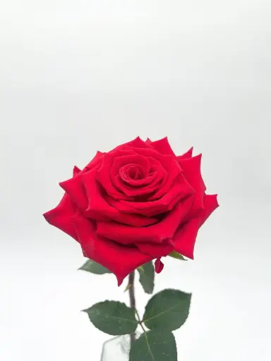 [BFF-1261] Rose Red - Other