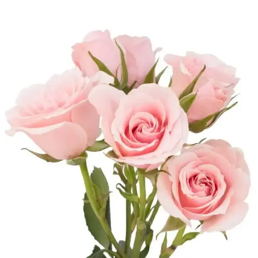 [BFF-1270] Spray Rose