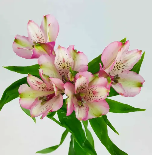 [BFF-2078] Alstroemeria - Premium