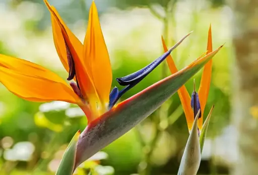 [BFF-2157] Bird of Paradise