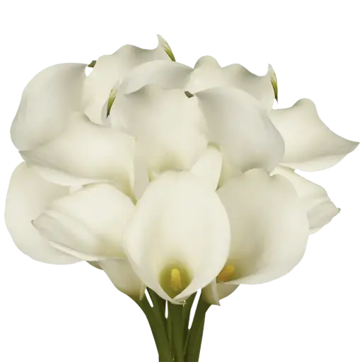 [BFF-2169] Calla Lillies - Standard
