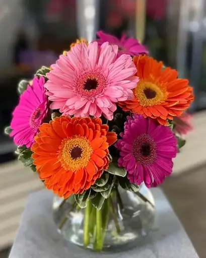 [BFF-2430] Gerbera Daisy