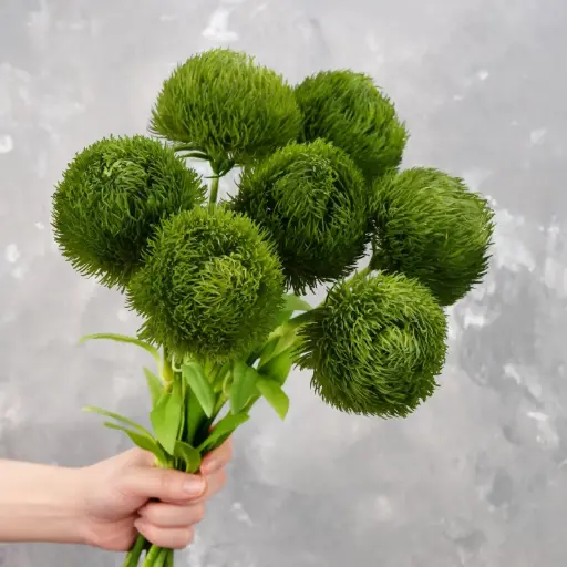 [BFF-2445] Green Trick Dianthus