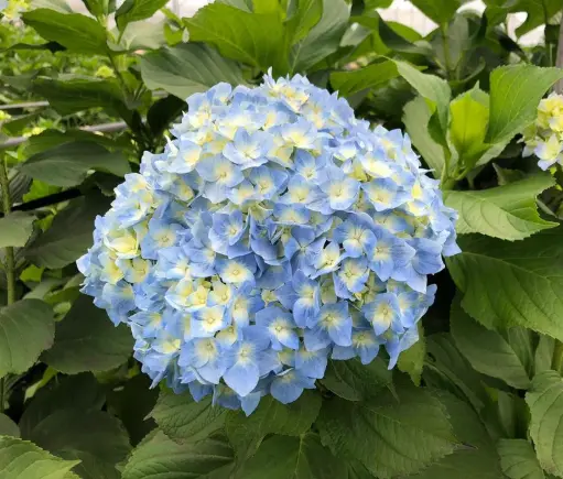 [BFF-2477] Hydrangea - Premium (Jumbo)