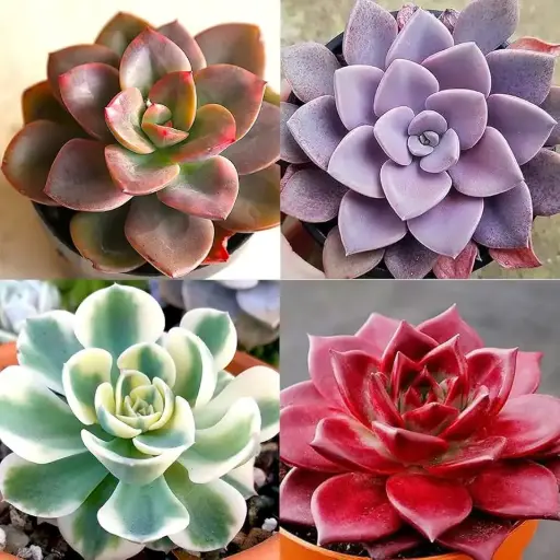 [BFF-2795] Succulents/Echeveria