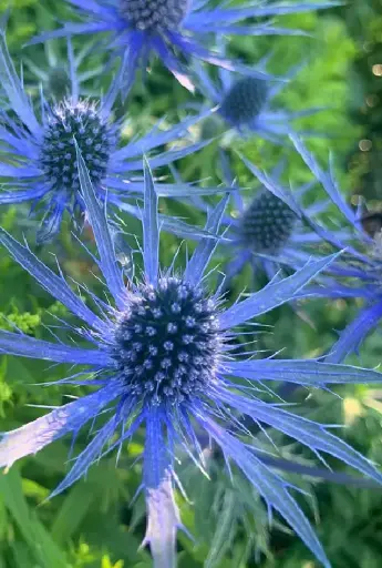 [BFF-2811] Thistle - Eryngium