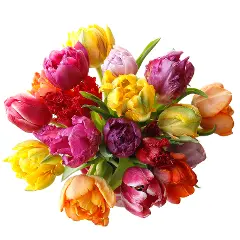 [BFF-2829] Tulips - Dutch *Novelty*