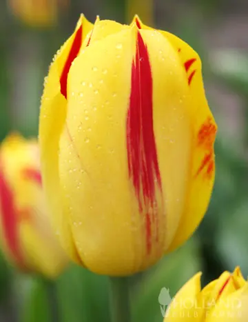 [BFF-2832] Tulips - Washington