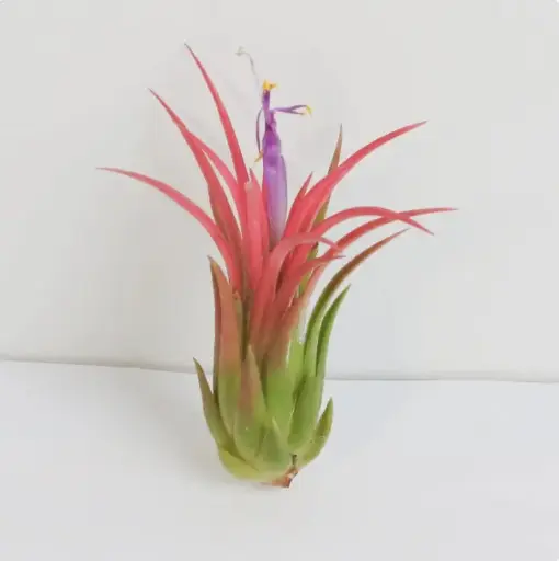 [BFP-00002] Tillandsia Ionantha Fuego Air Plant , 2-3 Inches