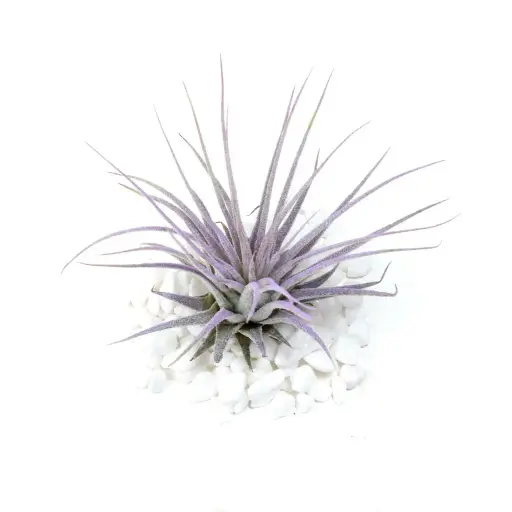 [BFP-00004] Tillandsia Ionantha Air Plant (Enhanced Lilac)
