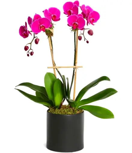 [BFP-Orchid-DBFuchsia] Fuchsia Double Orchid Plant