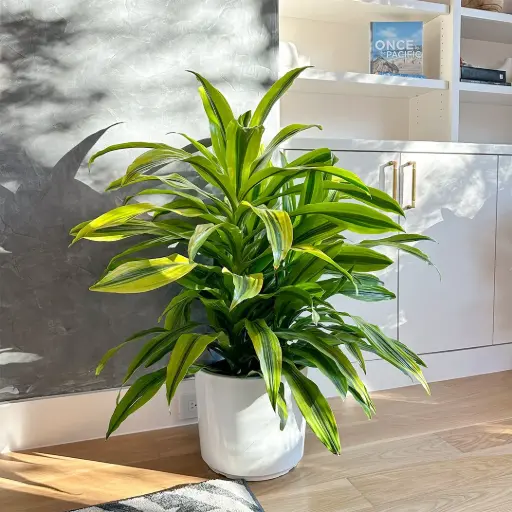 [BFF-5961-005] Lemon Lime Drac - 6" Plant