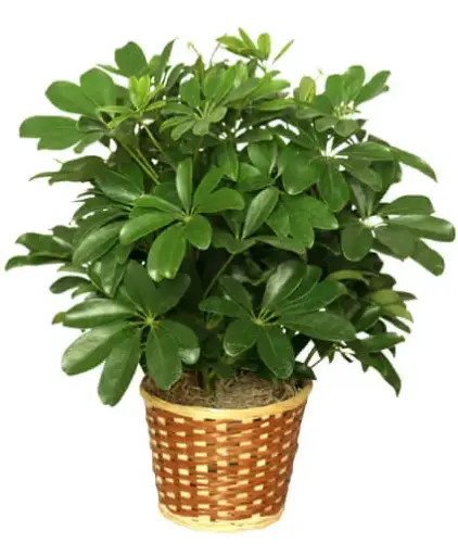 [BFP-5950-004] 8" Plant Arbicola 