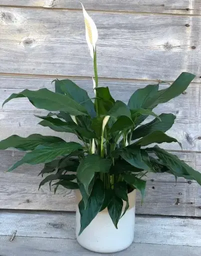 [BFP-5908] Spath Peace Lily - 8" Plant 