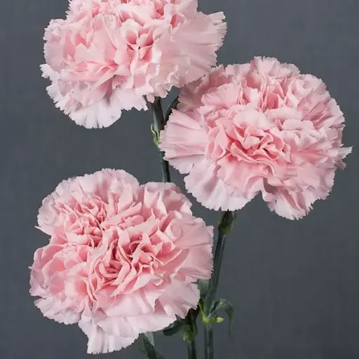 [BFF-1023] Carnation