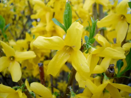 [BFF-2317] Forsythia
