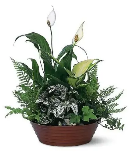 [BFP-DG-Classic] Dish Garden - Classic