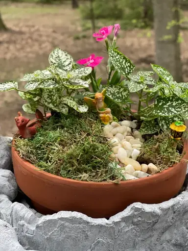 [BFP-DG-Deluxe] Dish Garden - Deluxe