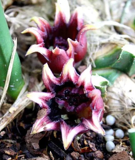[BFF-3456] Aspidistra