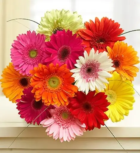 [BFF-2433] Mini Gerbera Daisy