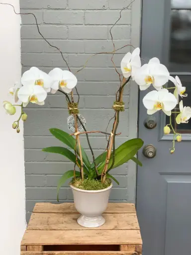 6" Phalaenopsis White Double Stem