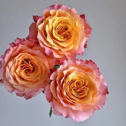 [BFF-1265-FS] Free Spirit Rose Stem