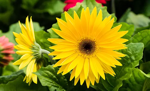 [BFF-2430-YL] Yellow Gerbera Daisy