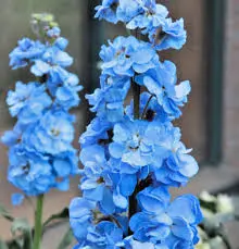 [BFF-2807-SHB] Shocking Blue Stock