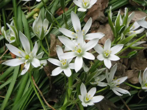 [BFF-2775] Star of Bethlehem Ornithogalum