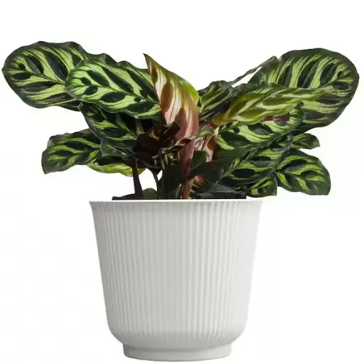 [BFP-5961-009] Calathea Makoyana - 6" Plant