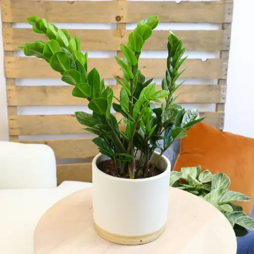 [BFP-5961-010] ZZ - 6" Plant 